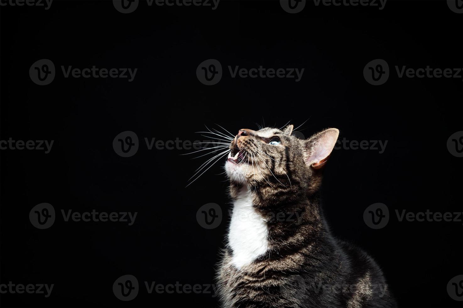 Thoroughbred adult cat, photographed in the Studio on a black background. photo