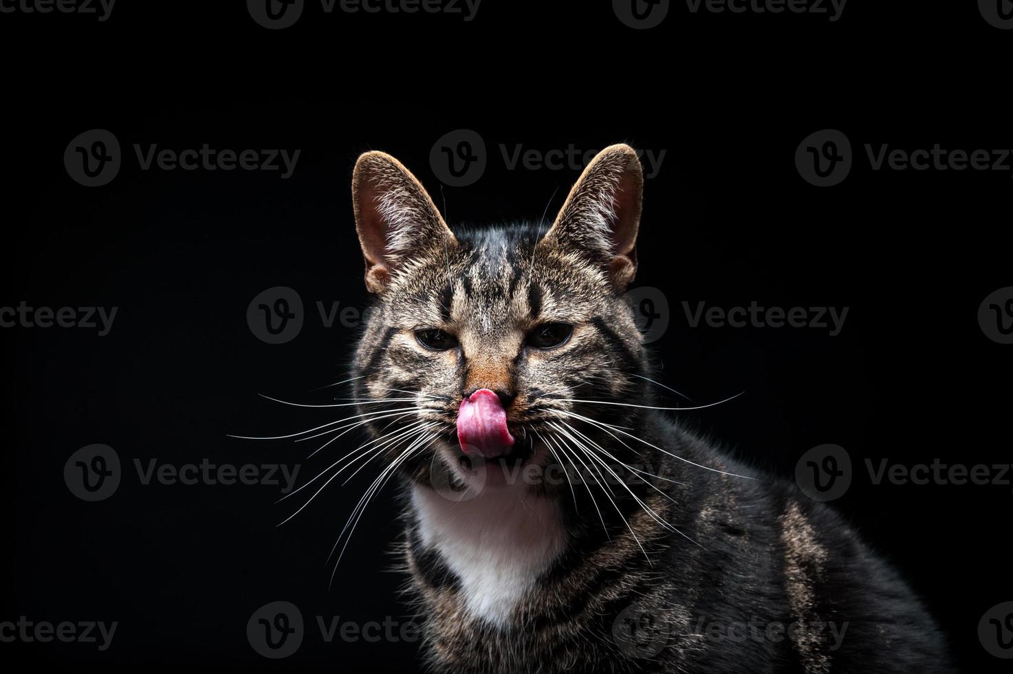 Thoroughbred adult cat, photographed in the Studio on a black background. photo