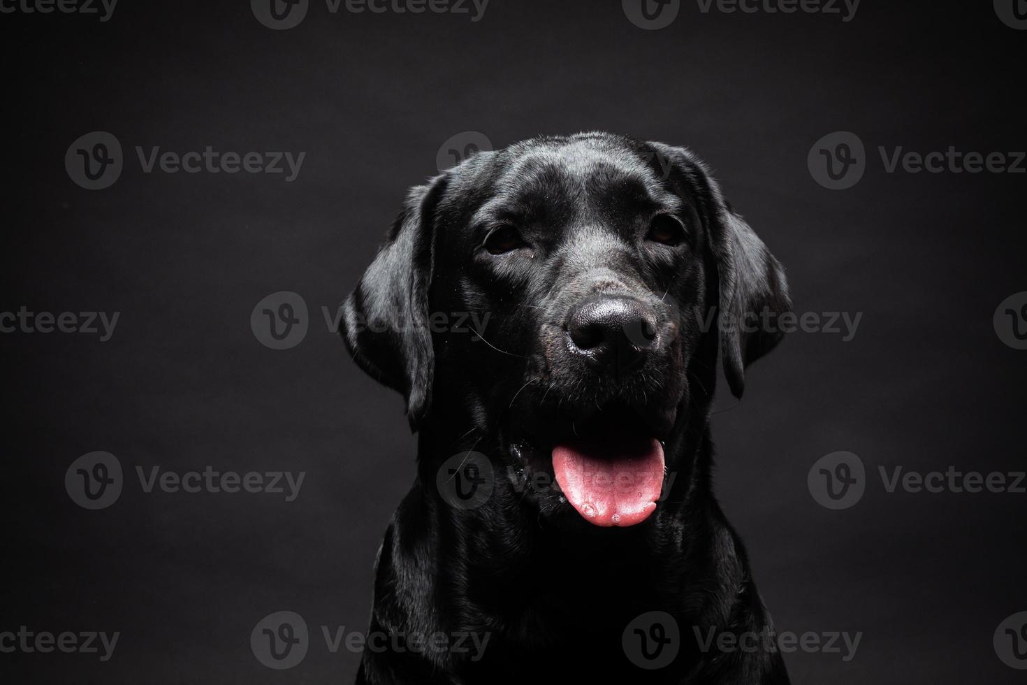 retrato de un perro labrador retriever sobre un fondo negro aislado. foto