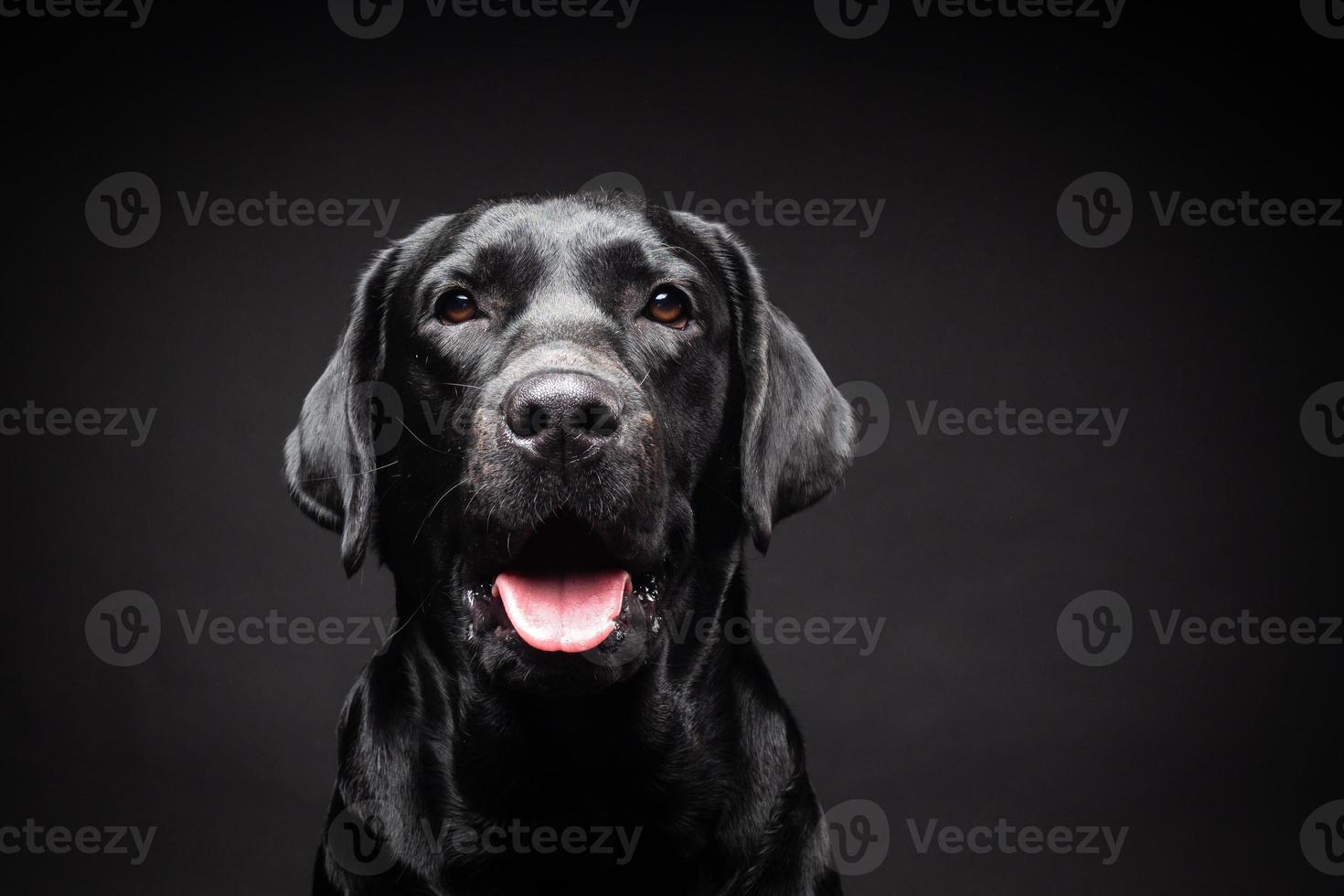 retrato de un perro labrador retriever sobre un fondo negro aislado. foto