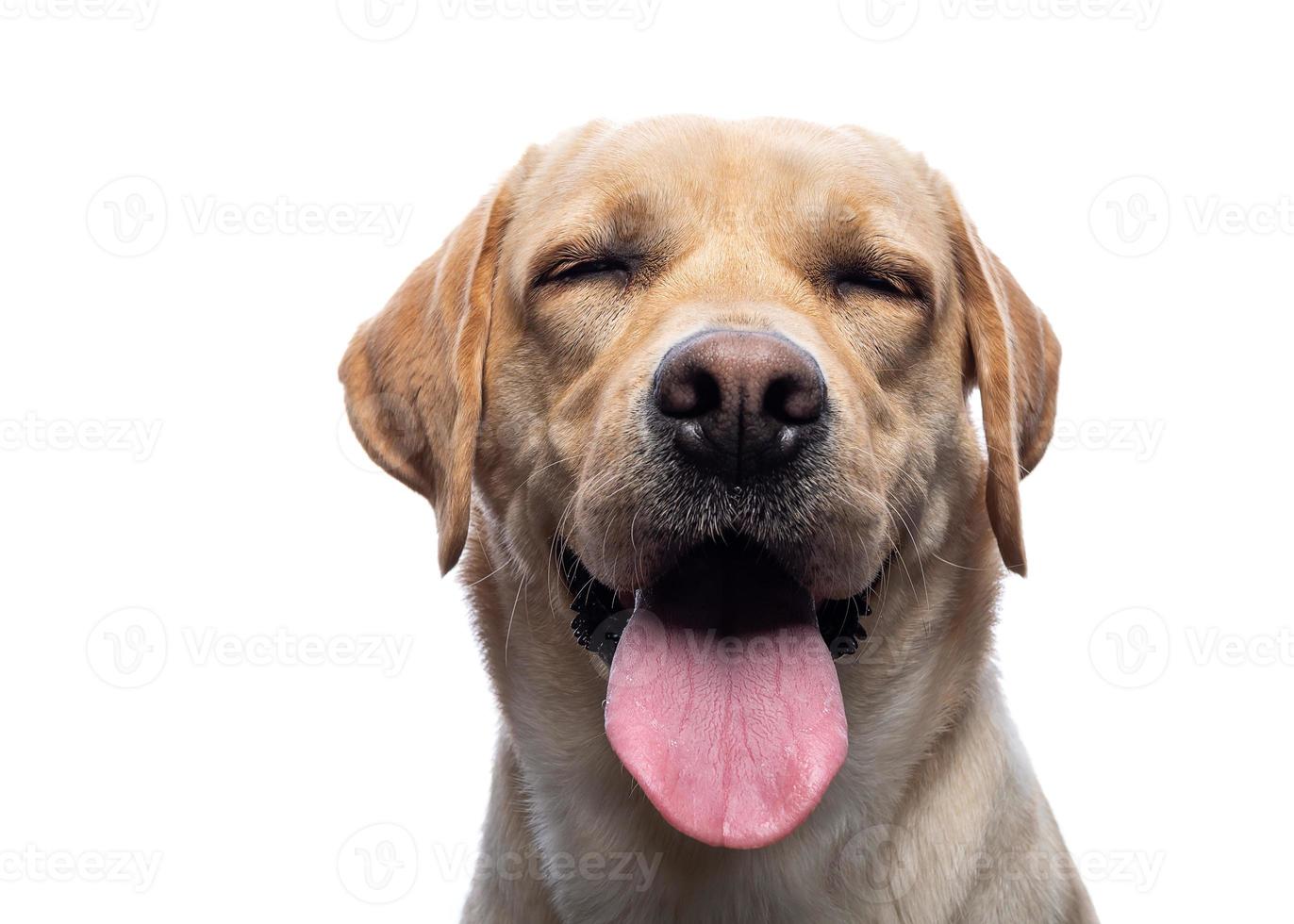 Portrait of a Labrador Retriever dog on an isolated white background. photo