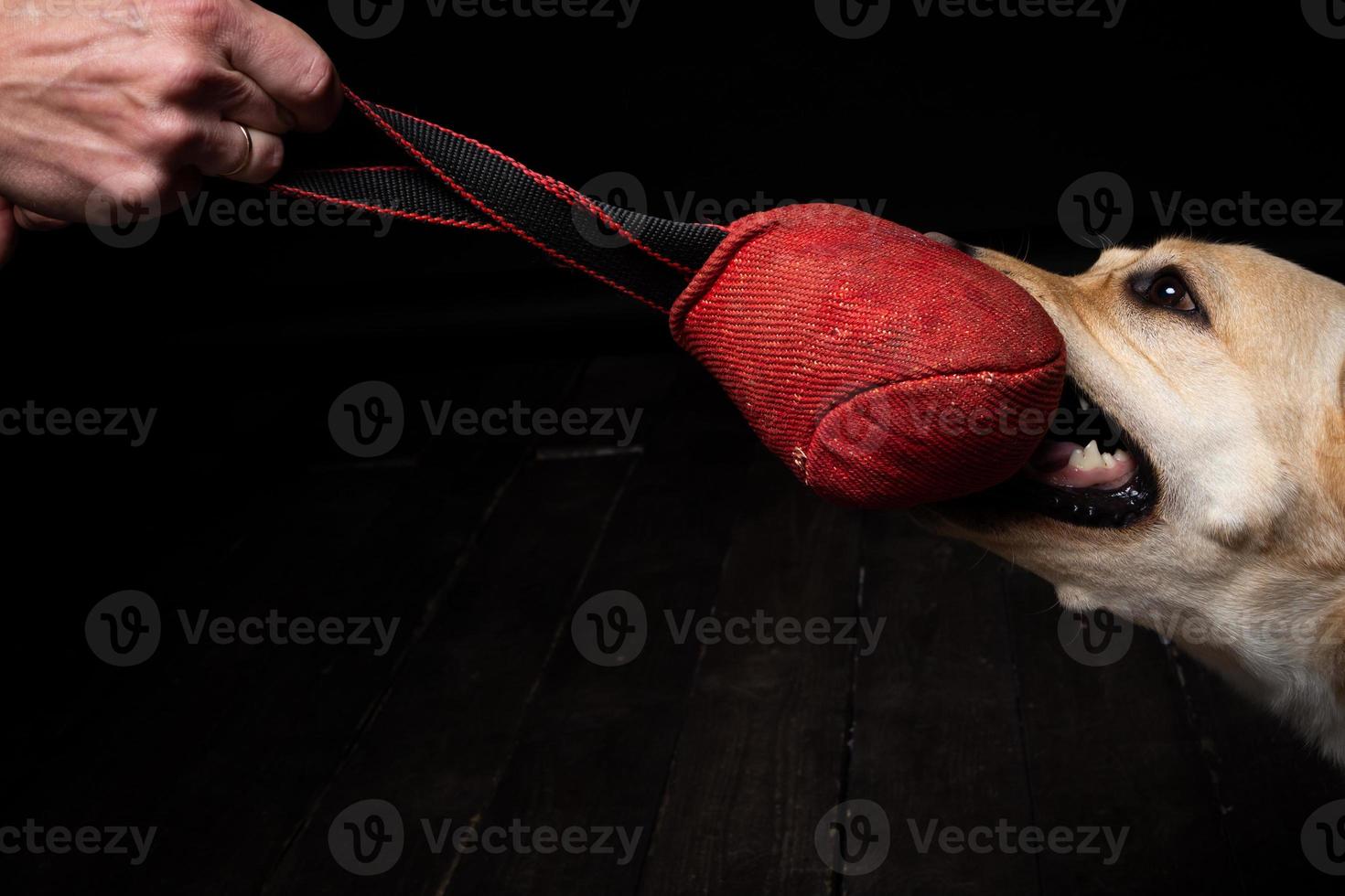 Close-up of a Labrador Retriever dog with a toy and the owner's hand. photo