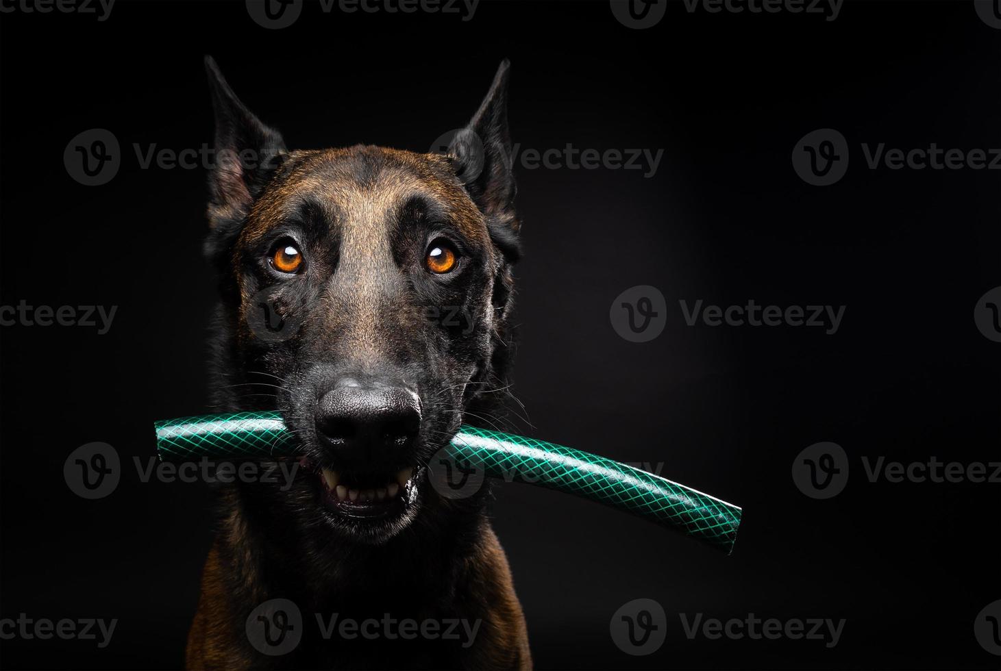 retrato de un perro pastor belga con un juguete en la boca, disparado sobre un fondo negro aislado. foto