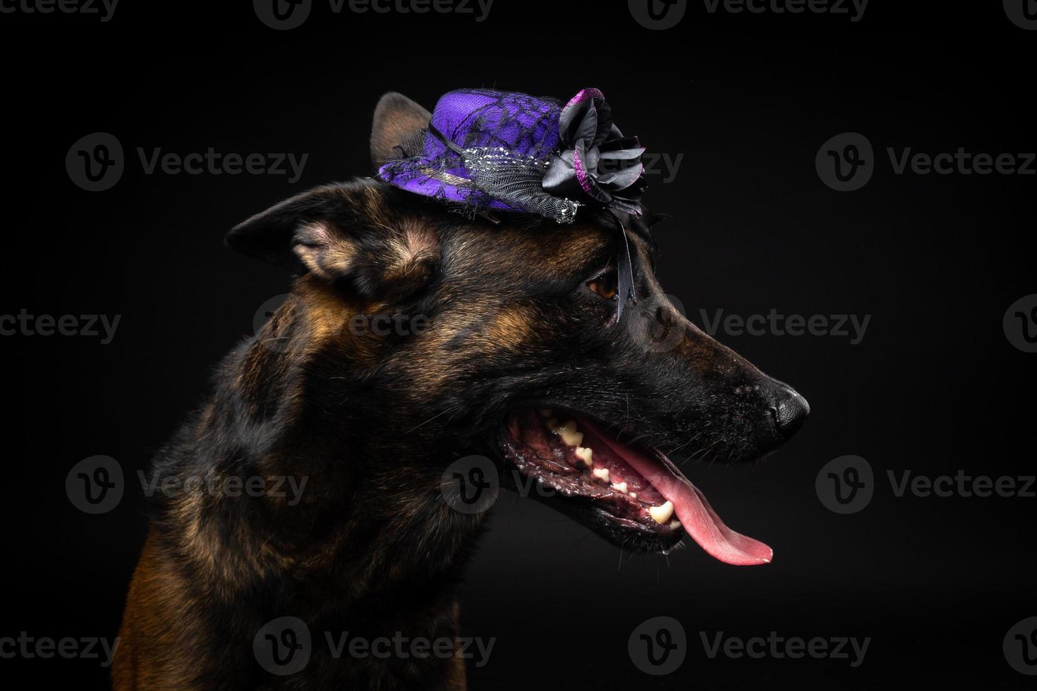 Portrait of a Belgian shepherd dog in a headdress. Carnival or Halloween. photo