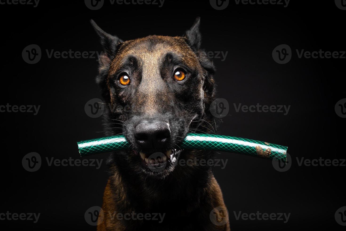 retrato de un perro pastor belga con un juguete en la boca, disparado sobre un fondo negro aislado. foto