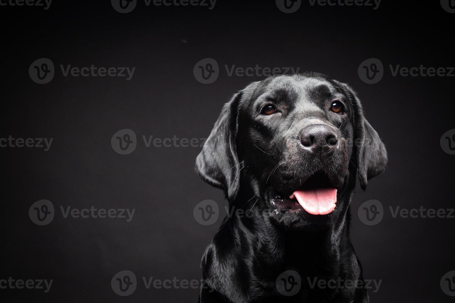 retrato de un perro labrador retriever sobre un fondo negro aislado. foto