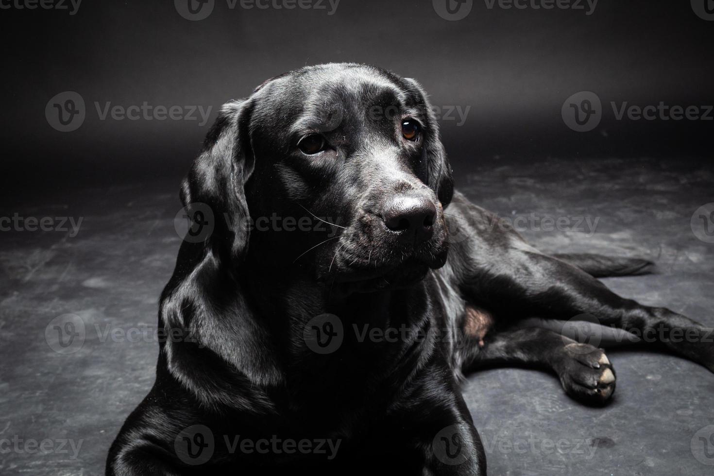 retrato de un perro labrador retriever sobre un fondo negro aislado. foto