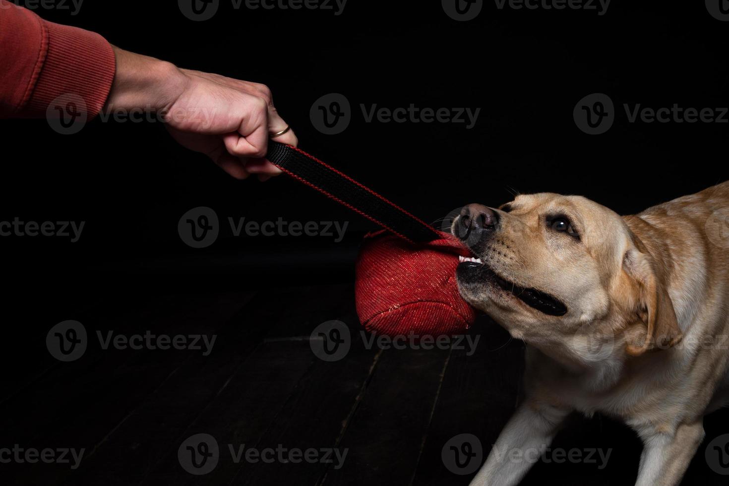 Close-up of a Labrador Retriever dog with a toy and the owner's hand. photo