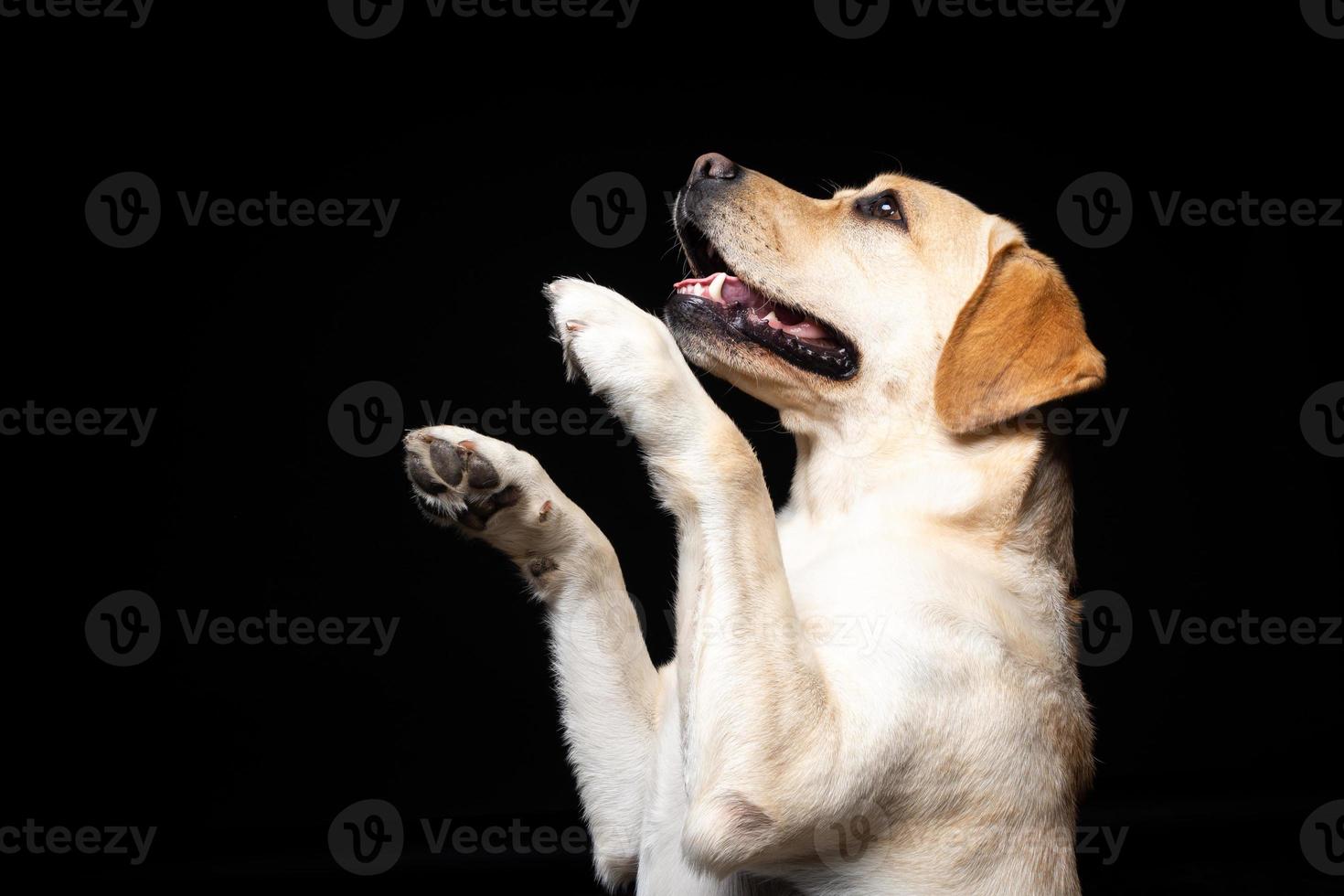 Portrait of a Labrador Retriever dog on an isolated black background. photo