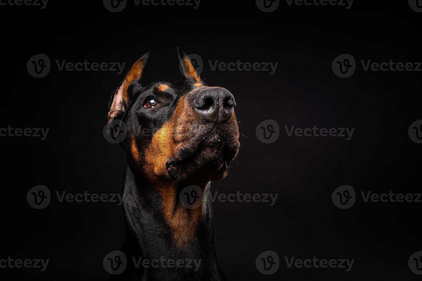 Portrait of a Doberman dog on an isolated black background. photo