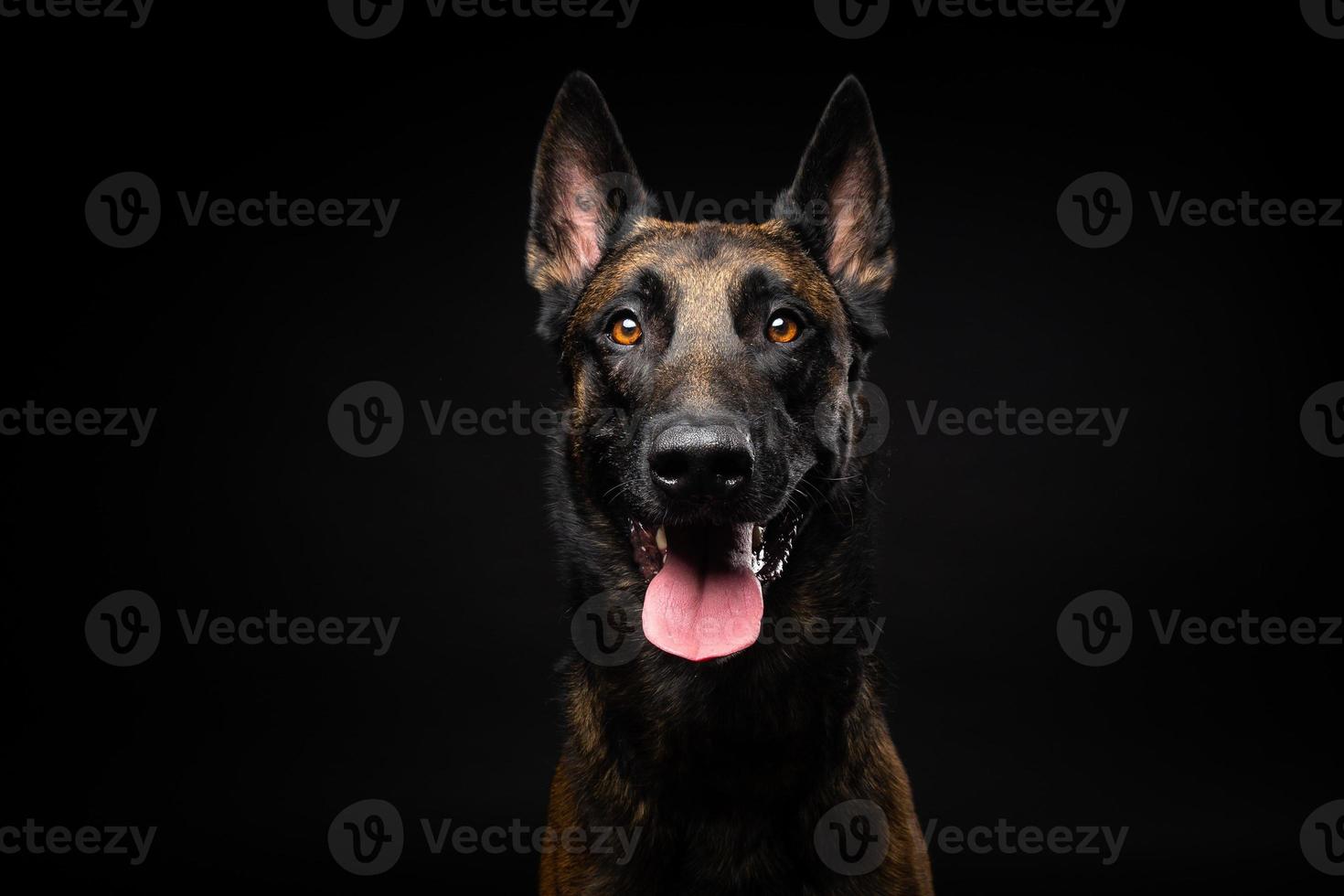 Portrait of a Belgian shepherd dog on an isolated black background. photo