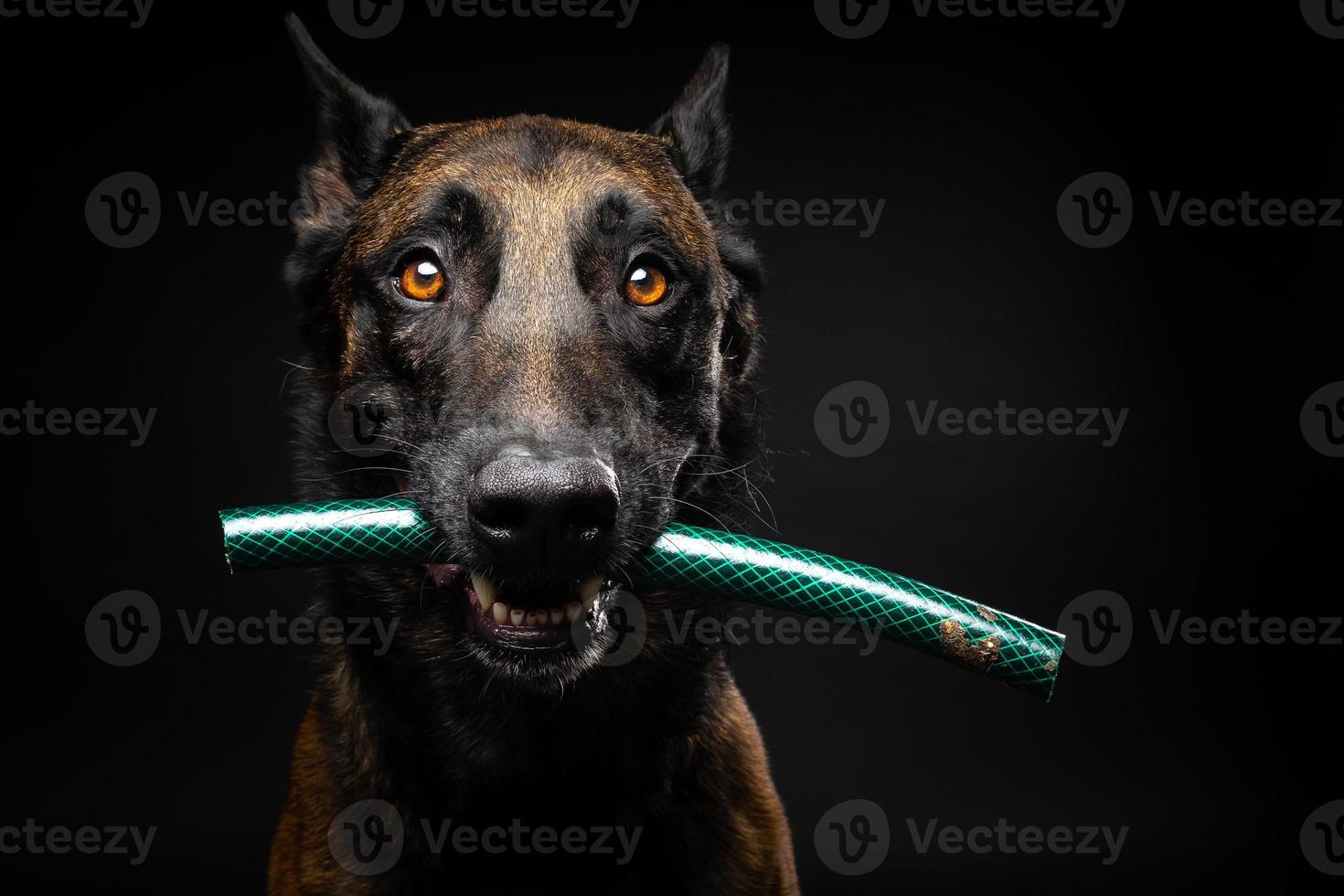 retrato de un perro pastor belga con un juguete en la boca, disparado sobre un fondo negro aislado. foto