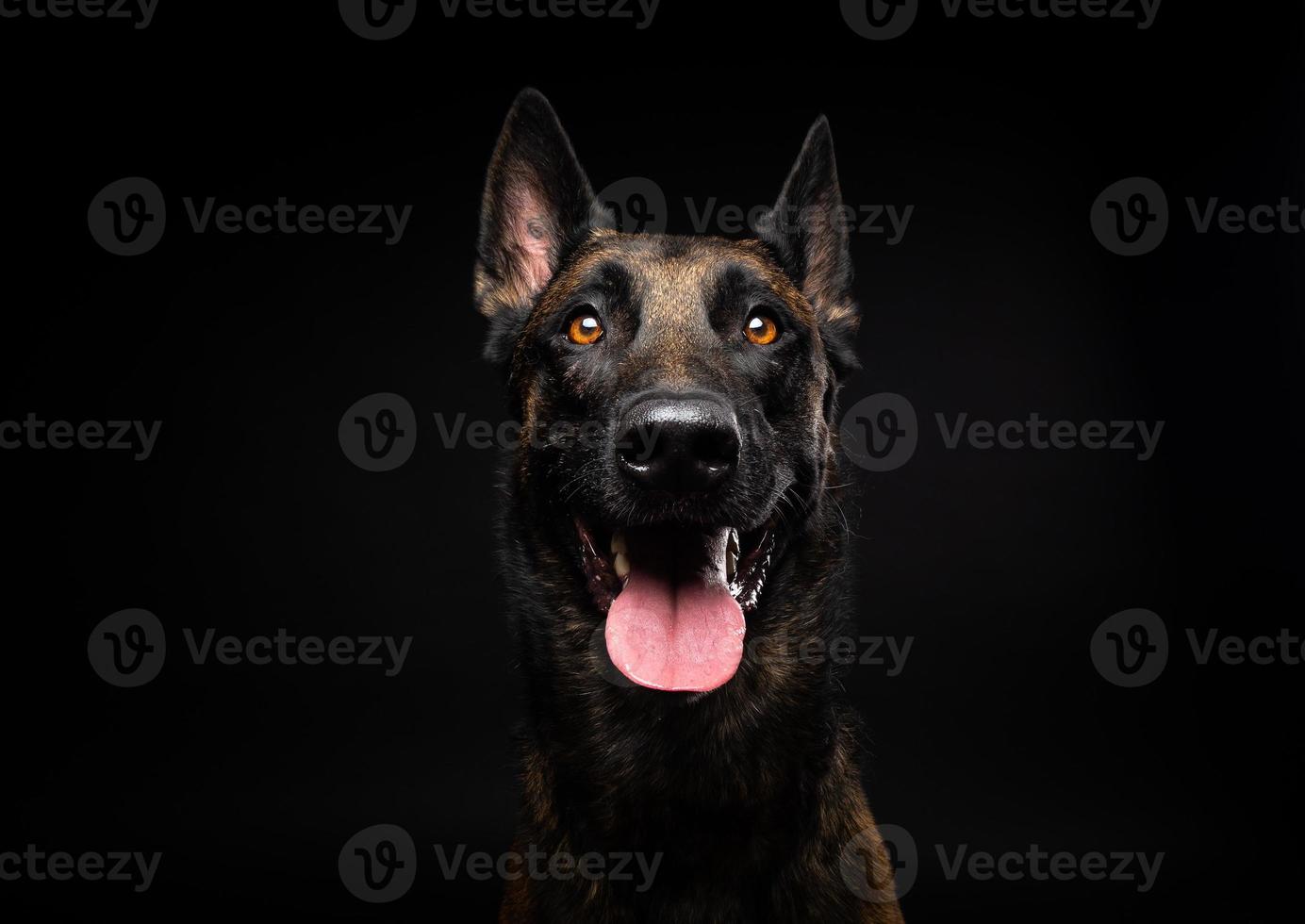 Portrait of a Belgian shepherd dog on an isolated black background. photo