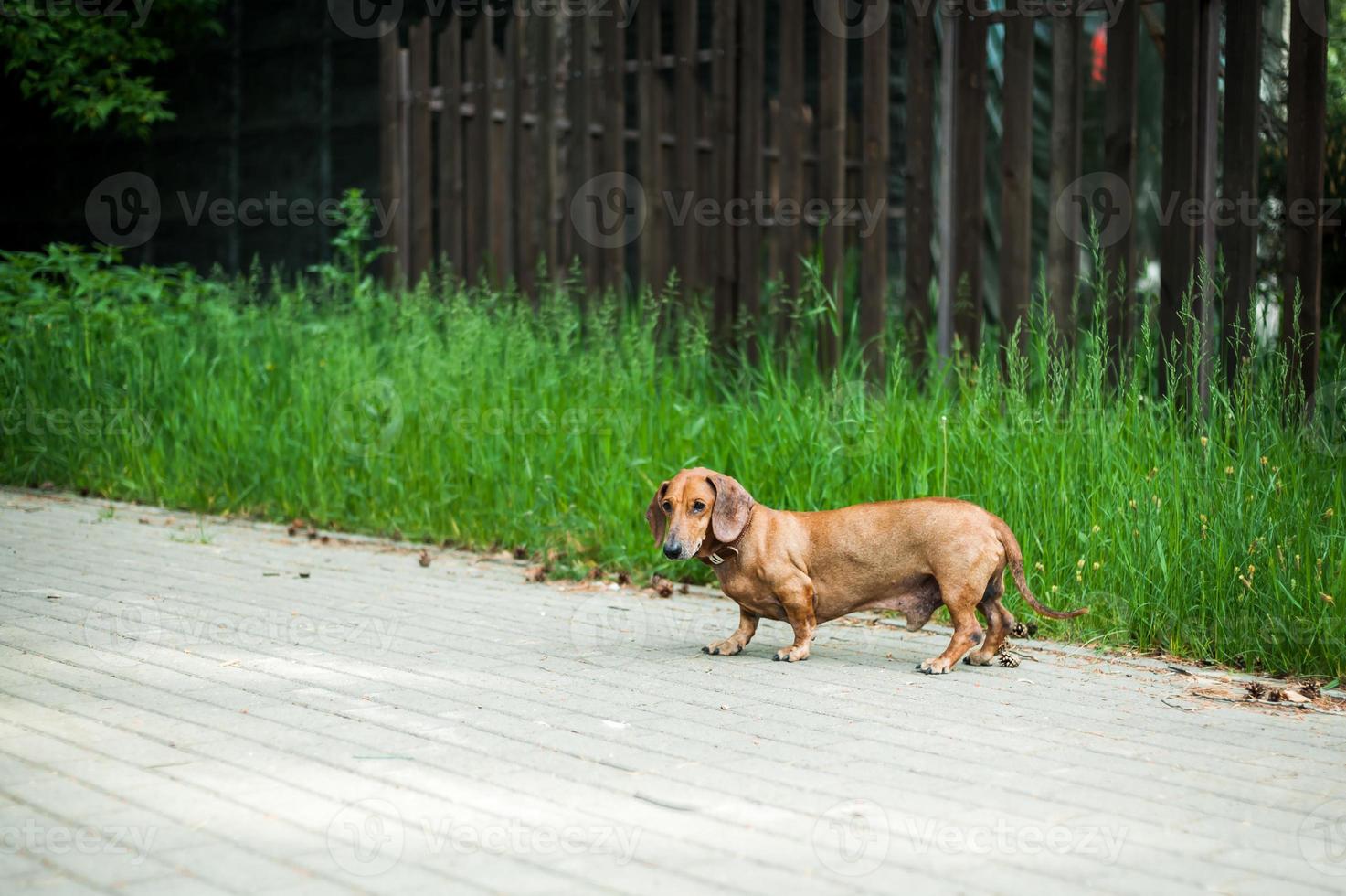 Portrait of a cute dachshund dog smile and happy in summer sunny day for a walk in the summer park photo