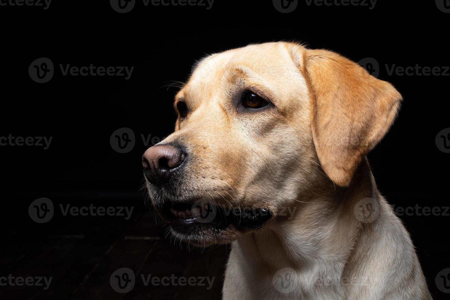 Portrait of a Labrador Retriever dog on an isolated black background. photo