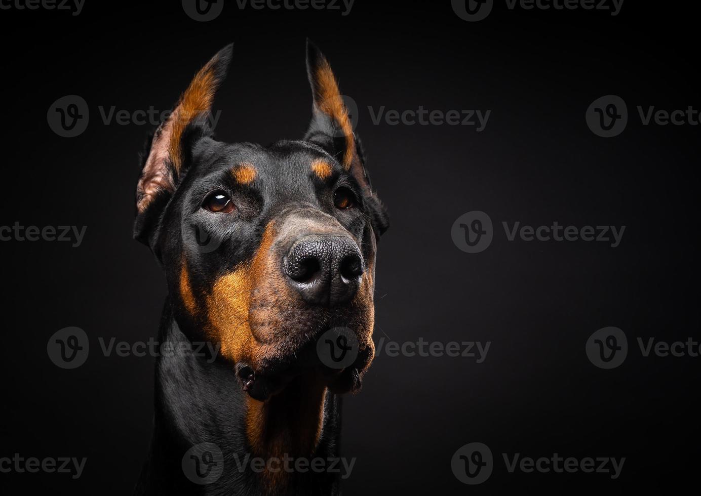 Portrait of a Doberman dog on an isolated black background. photo