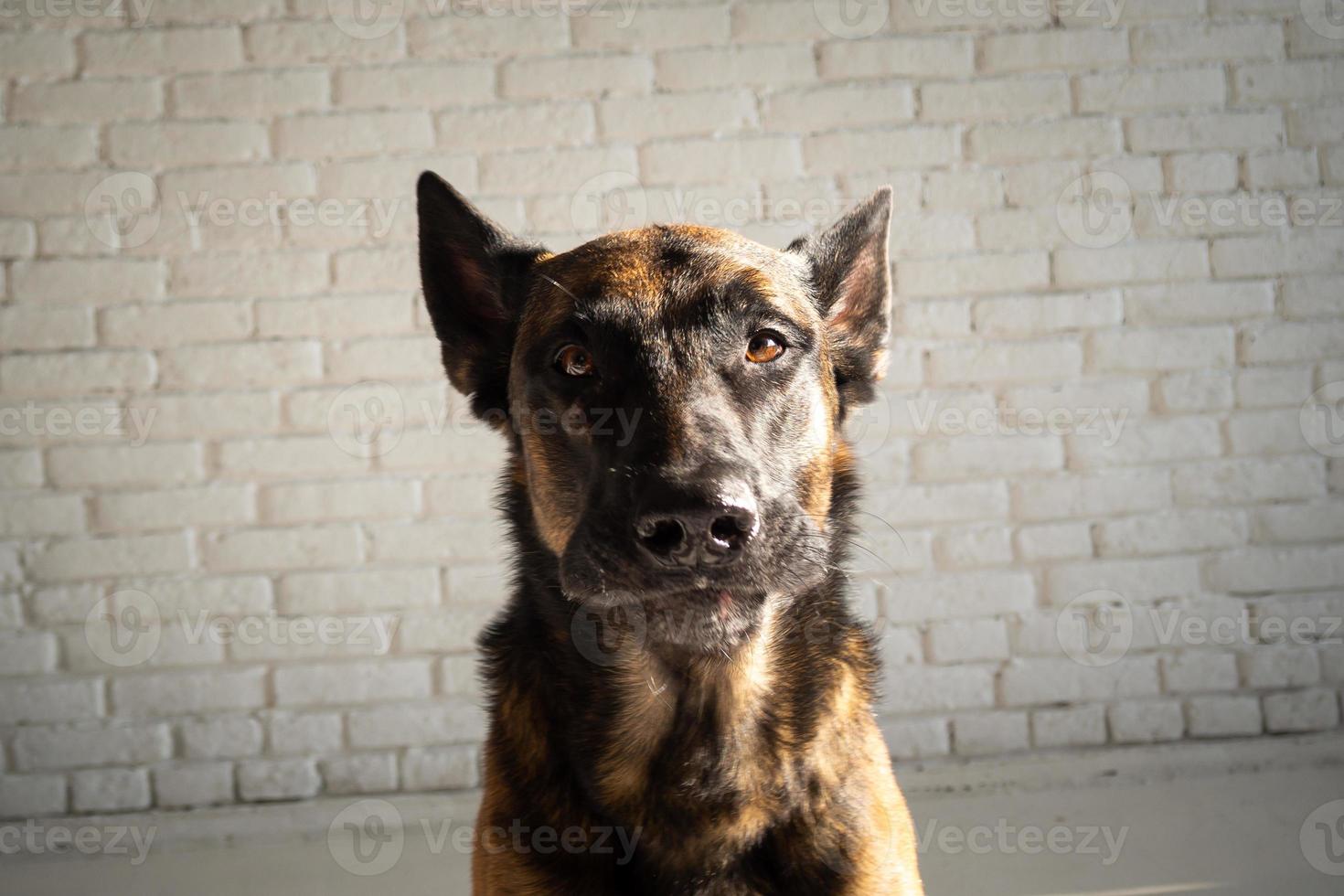 Portrait of a Belgian shepherd dog. photo