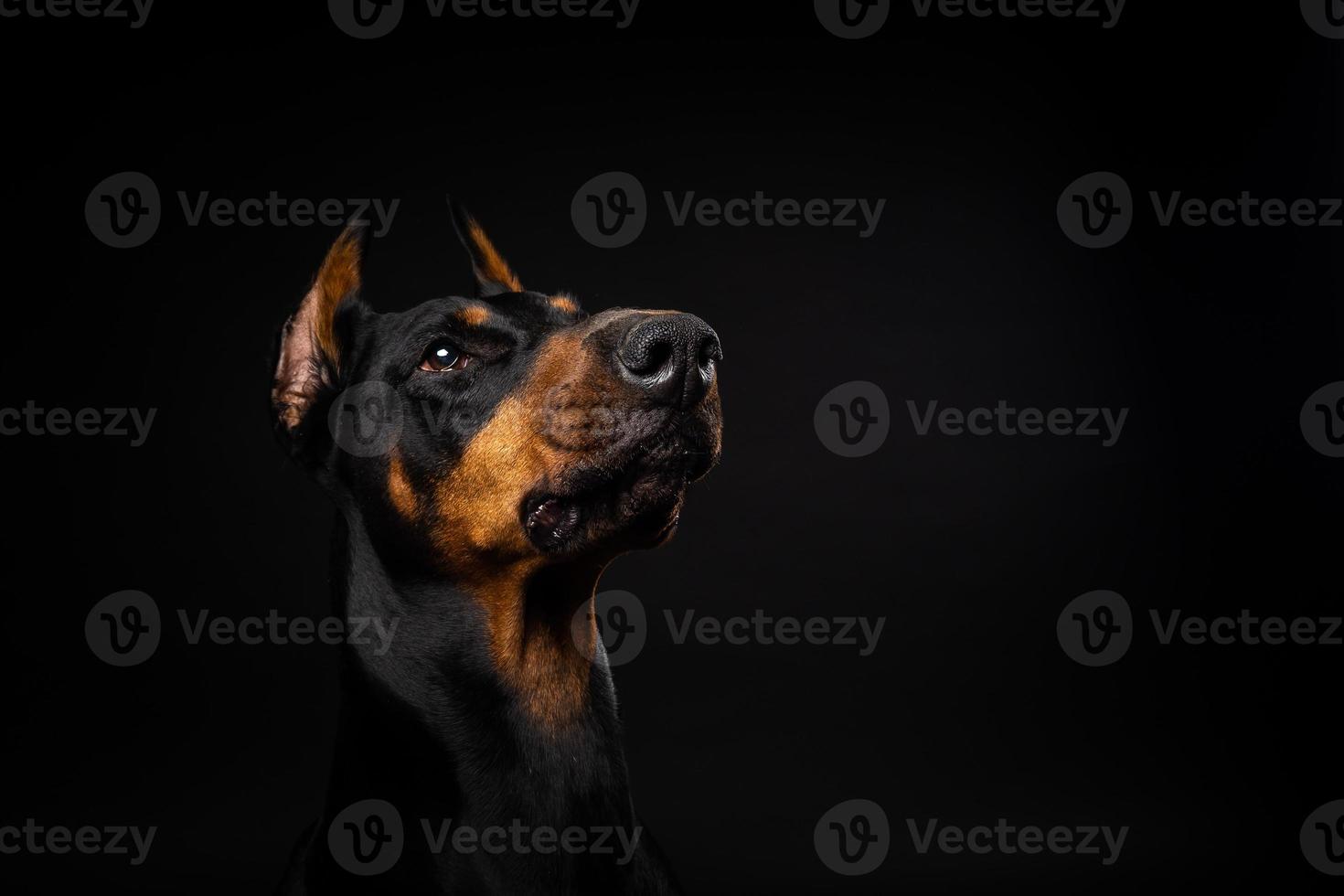 Portrait of a Doberman dog on an isolated black background. photo