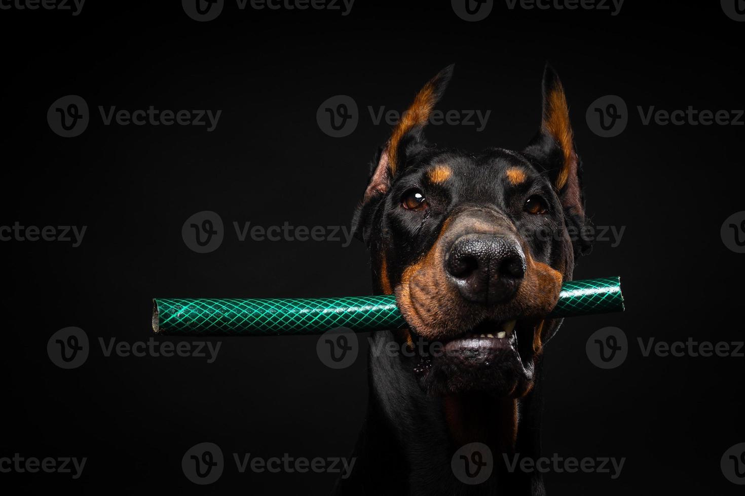Portrait of a Doberman dog with a toy in its mouth, shot on an isolated black background. photo