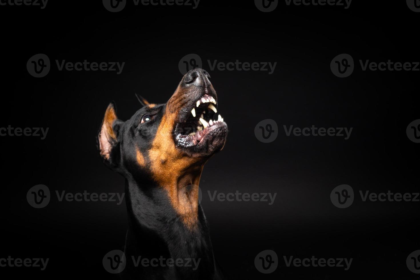 Portrait of a Doberman dog on an isolated black background. photo