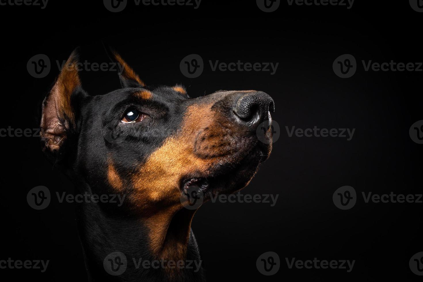 Portrait of a Doberman dog on an isolated black background. photo