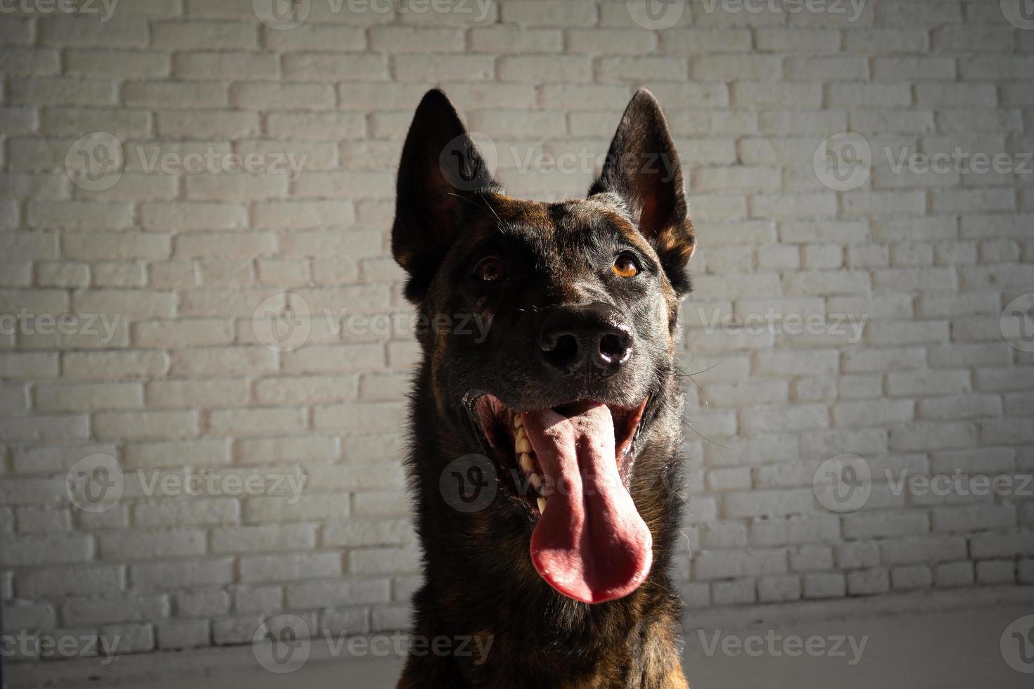 Portrait of a Belgian shepherd dog. photo