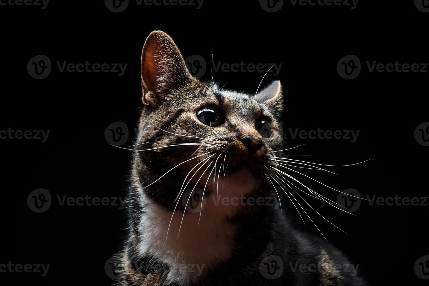 Thoroughbred adult cat, photographed in the Studio on a black background. photo