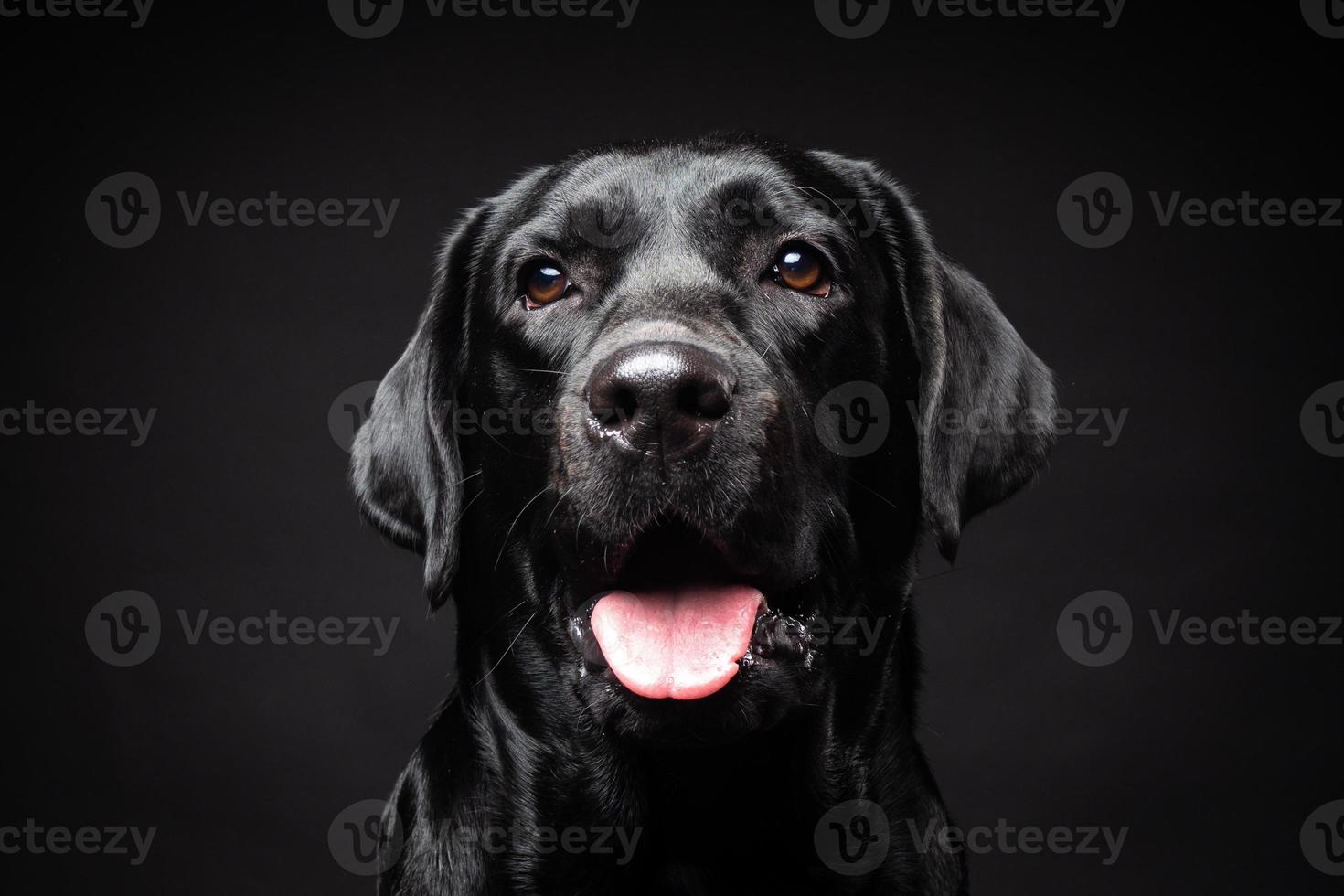 retrato de un perro labrador retriever sobre un fondo negro aislado. foto