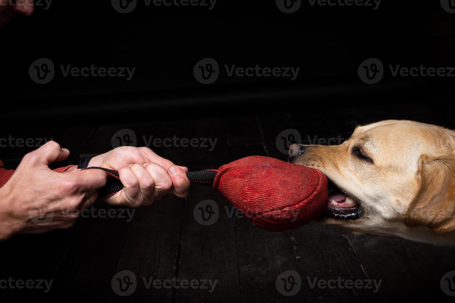 Close-up of a Labrador Retriever dog with a toy and the owner's hand. photo