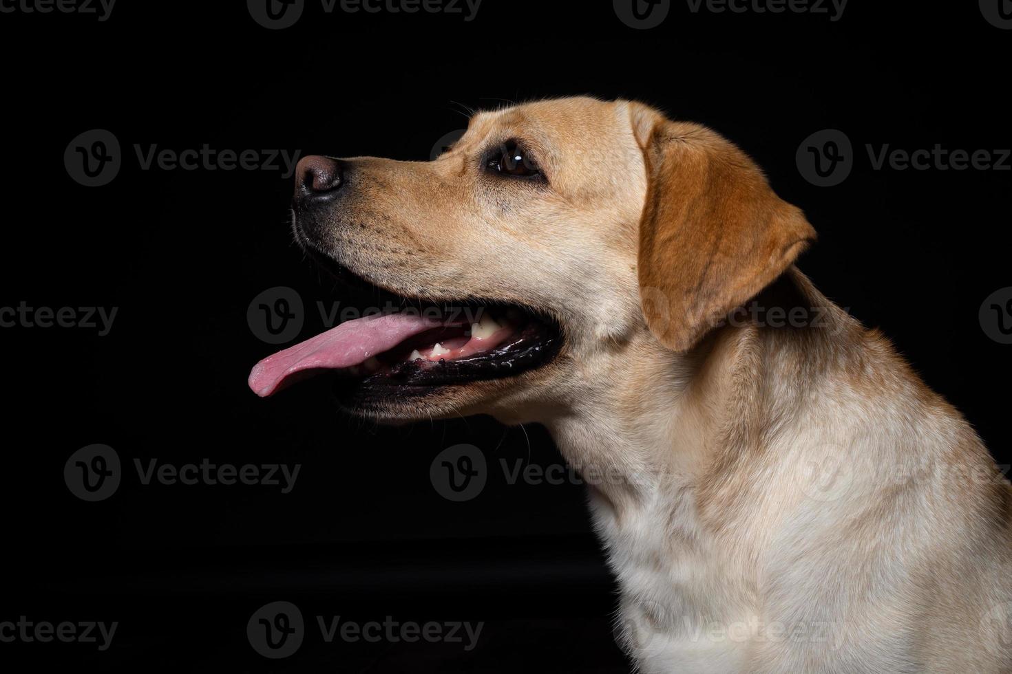 Portrait of a Labrador Retriever dog on an isolated black background. photo