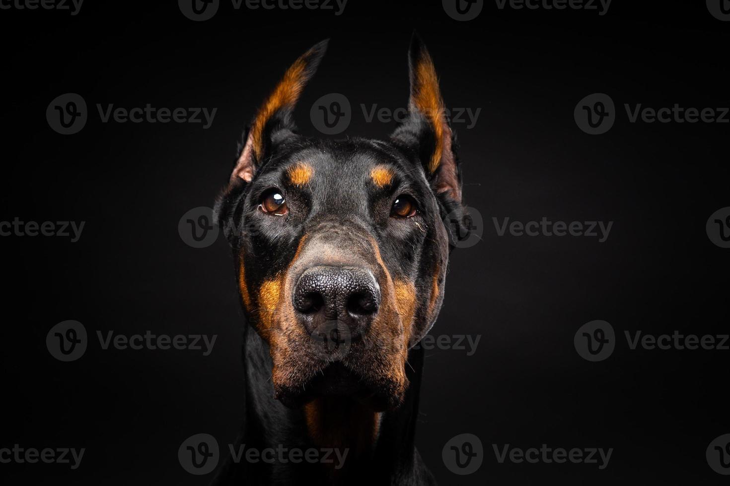 retrato de un perro doberman sobre un fondo negro aislado. foto