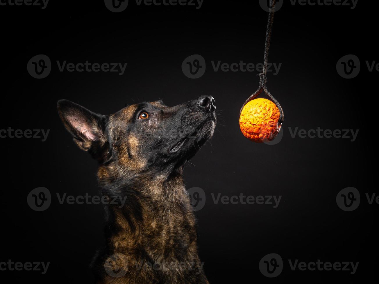 retrato de un perro pastor belga sobre un fondo negro aislado. foto