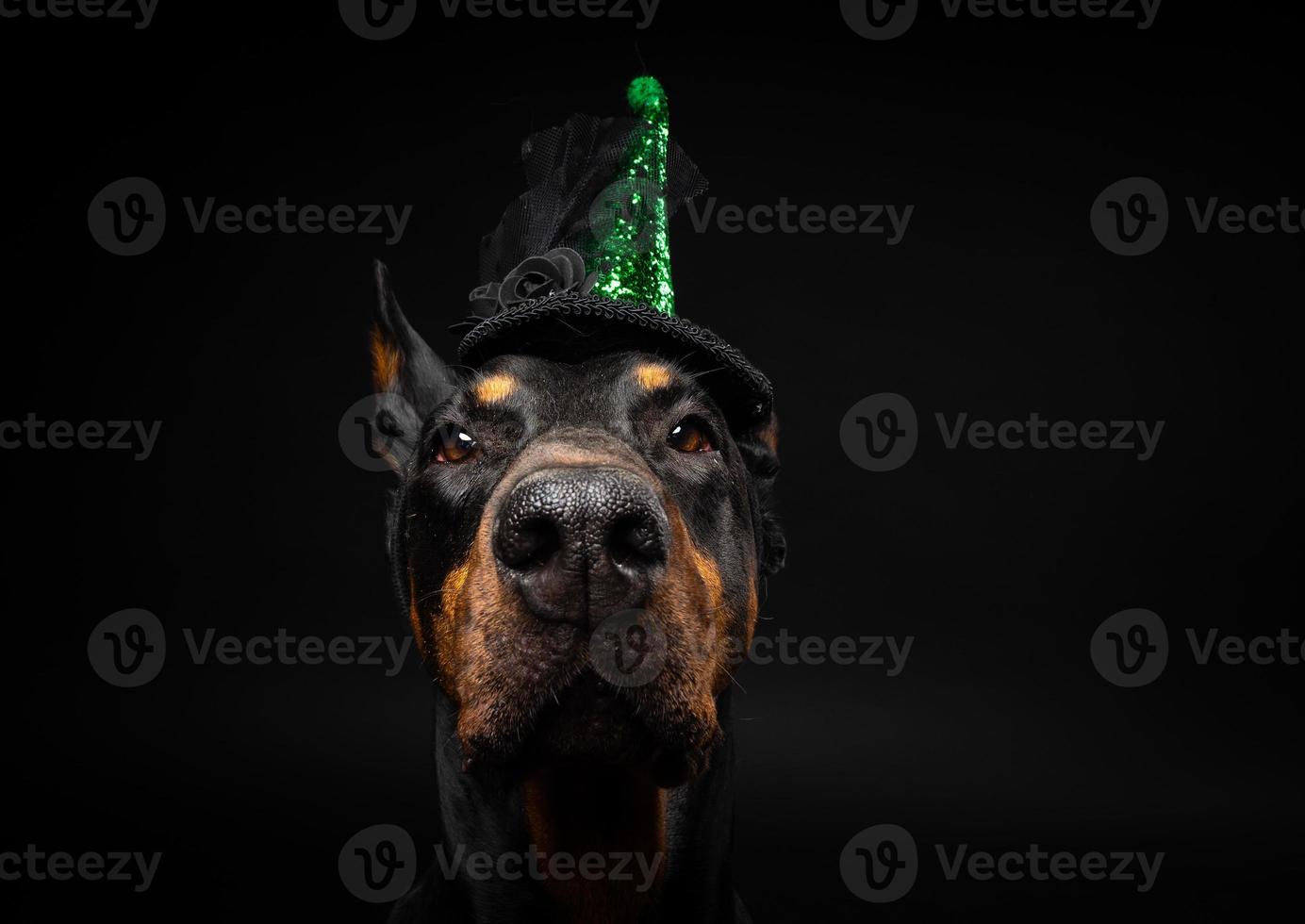 Portrait of a Doberman dog in a headdress. Carnival or Halloween. photo