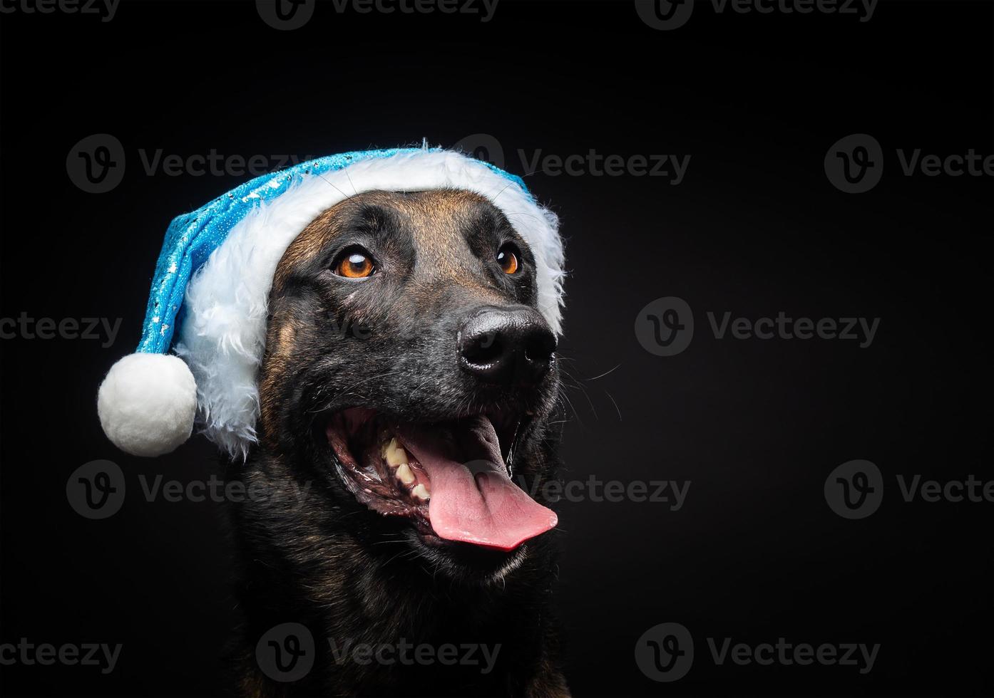 Portrait of a Shepherd dog in a Santa Claus hat, isolated on a black background. photo