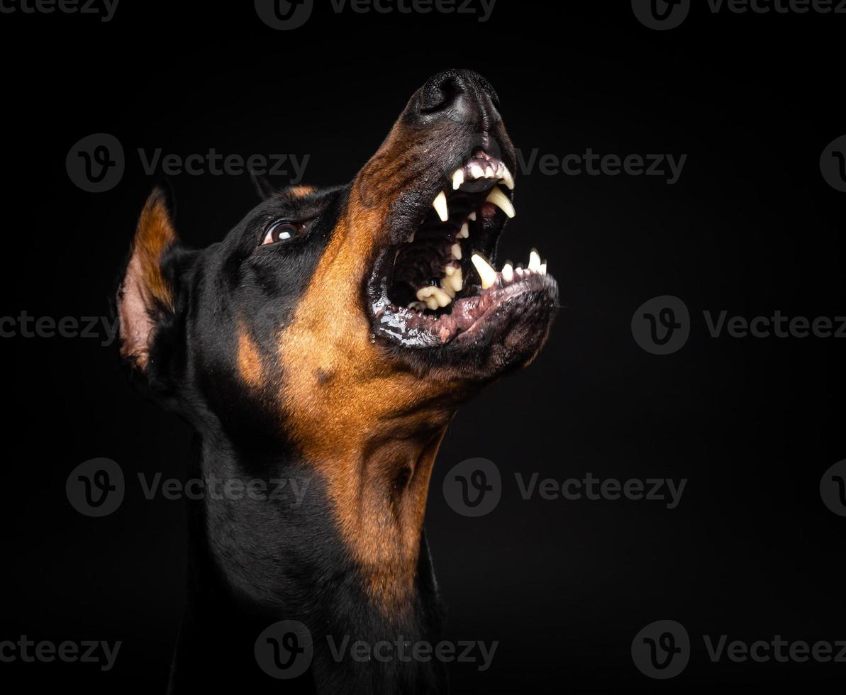 retrato de un perro doberman sobre un fondo negro aislado. foto