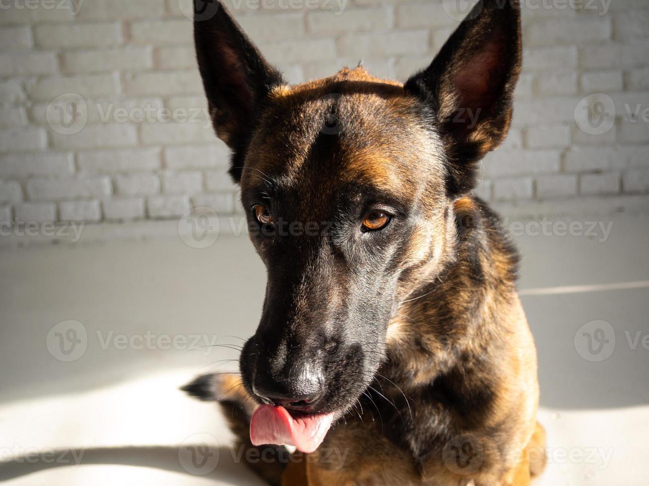 Portrait of a Belgian shepherd dog. photo