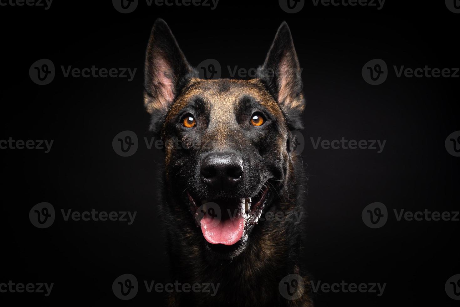 Portrait of a Belgian shepherd dog on an isolated black background. photo