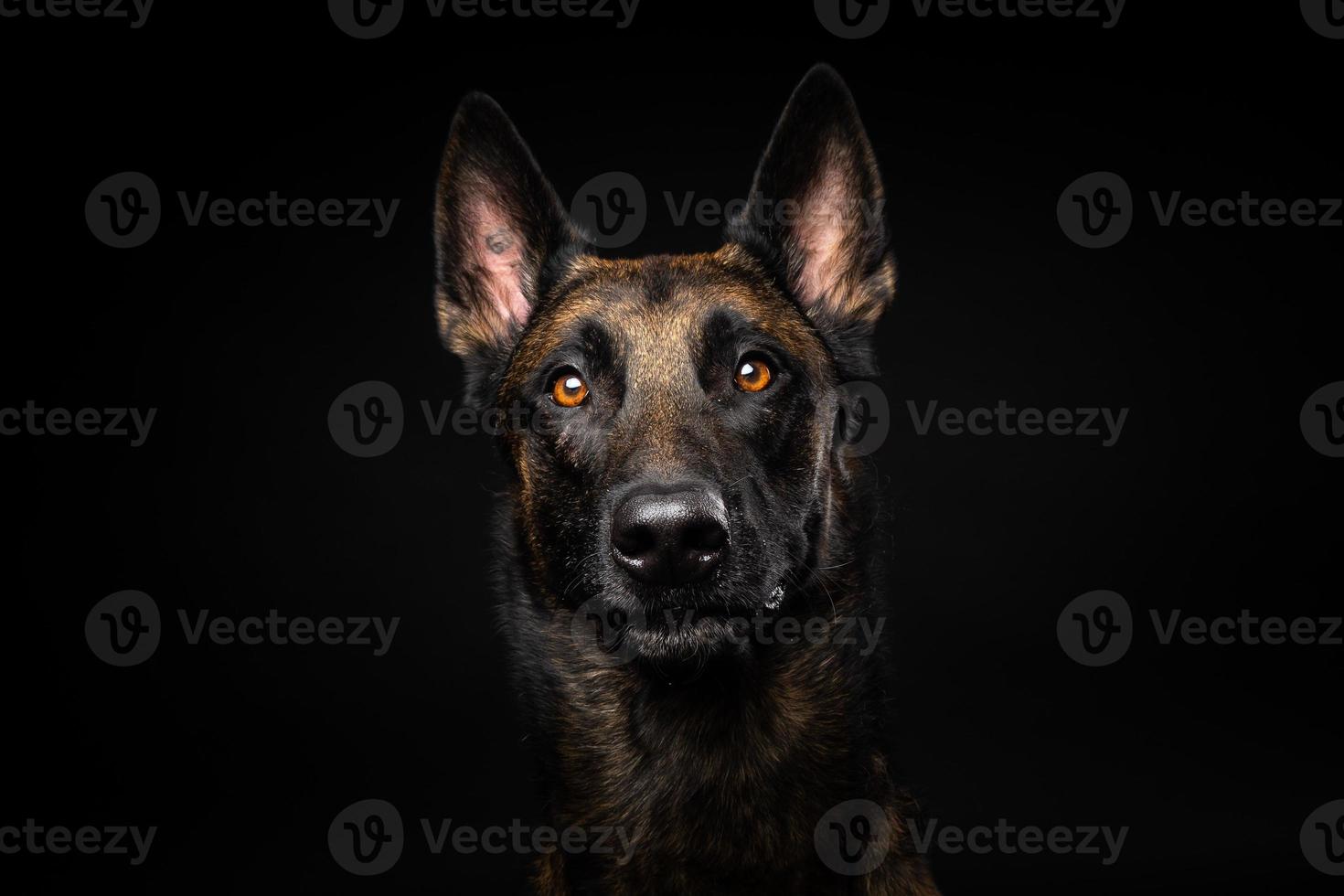 Portrait of a Belgian shepherd dog on an isolated black background. photo