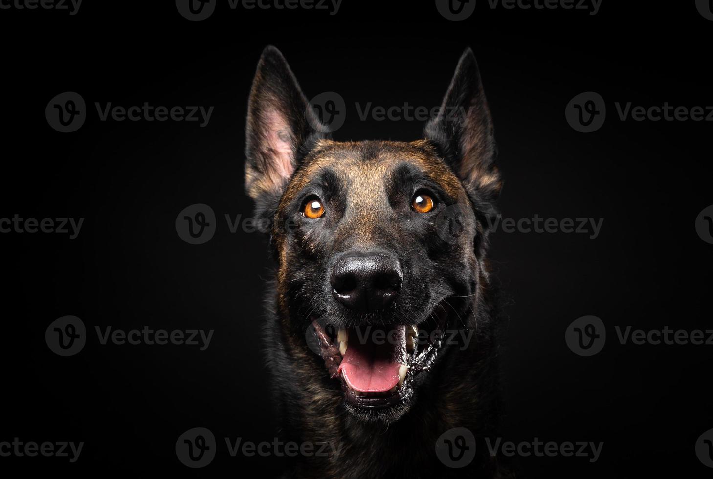 Portrait of a Belgian shepherd dog on an isolated black background. photo