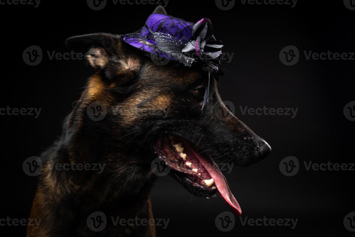 Portrait of a Belgian shepherd dog in a headdress. Carnival or Halloween. photo