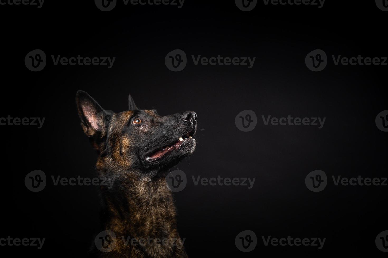 retrato de un perro pastor belga sobre un fondo negro aislado. foto