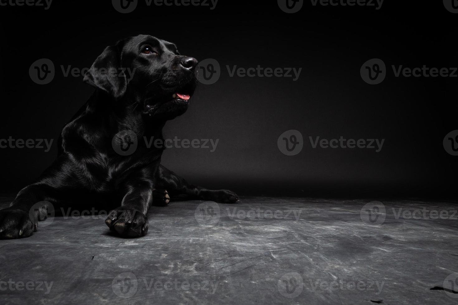 Portrait of a Labrador Retriever dog on an isolated black background. photo