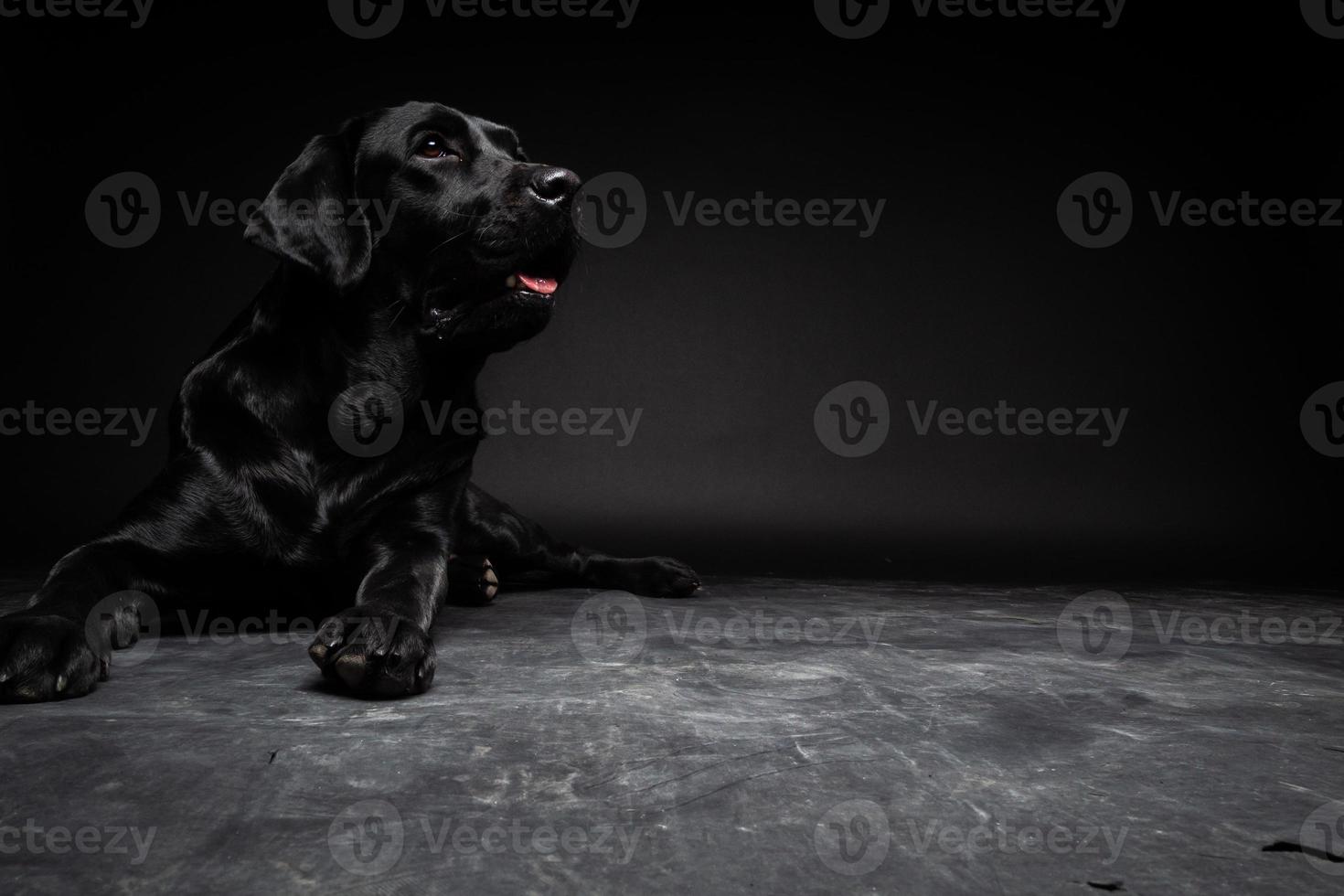 retrato de un perro labrador retriever sobre un fondo negro aislado. foto