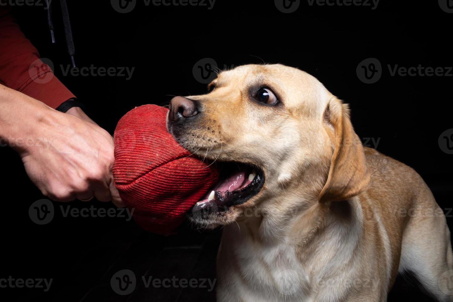 Close-up of a Labrador Retriever dog with a toy and the owner's hand. photo