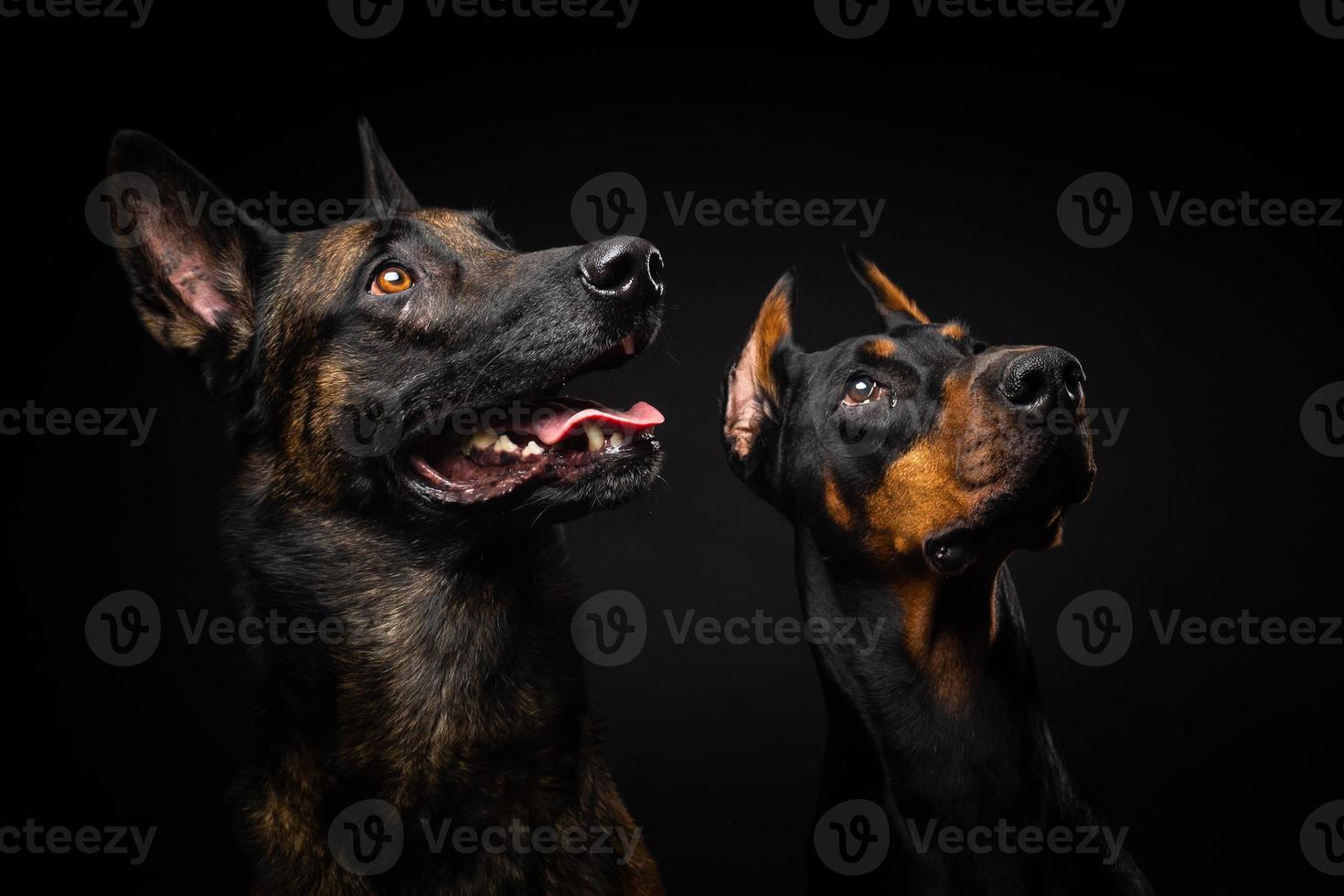 retrato de un perro pastor belga y un doberman sobre un fondo negro aislado. foto