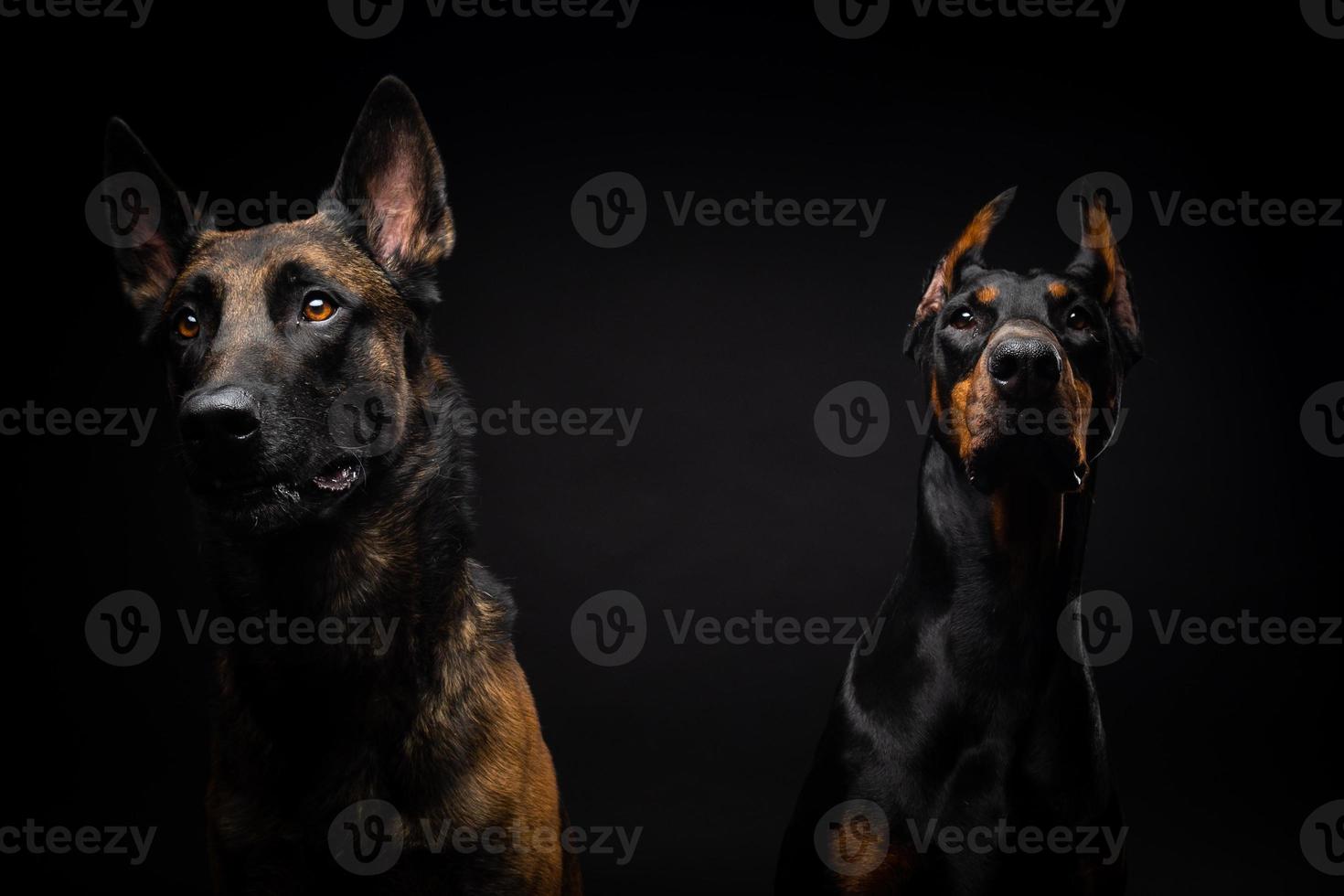 Portrait of a Belgian shepherd dog and a Doberman on an isolated black background. photo