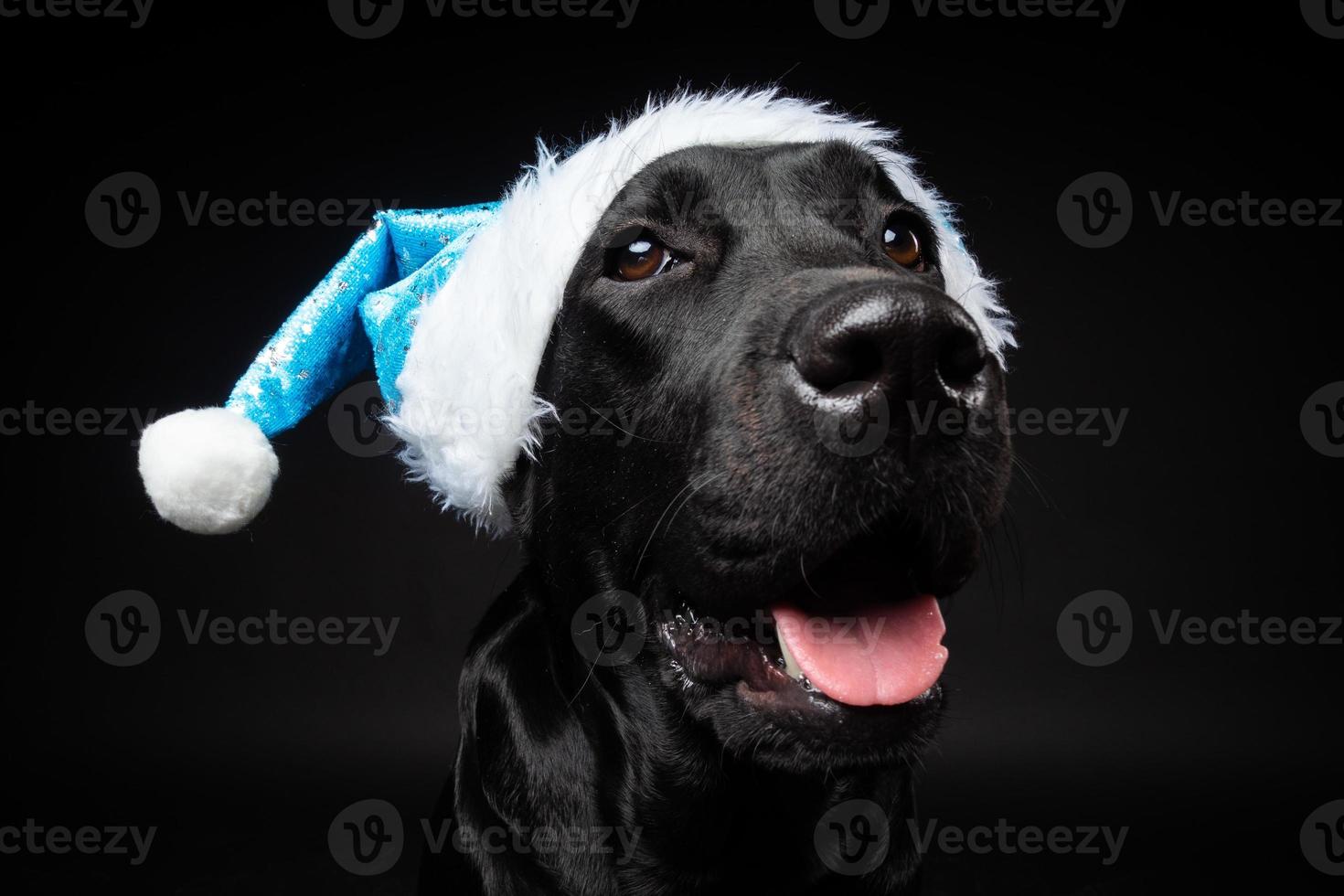 Portrait of a Labrador Retriever dog in a Santa hat, isolated on a black background. photo