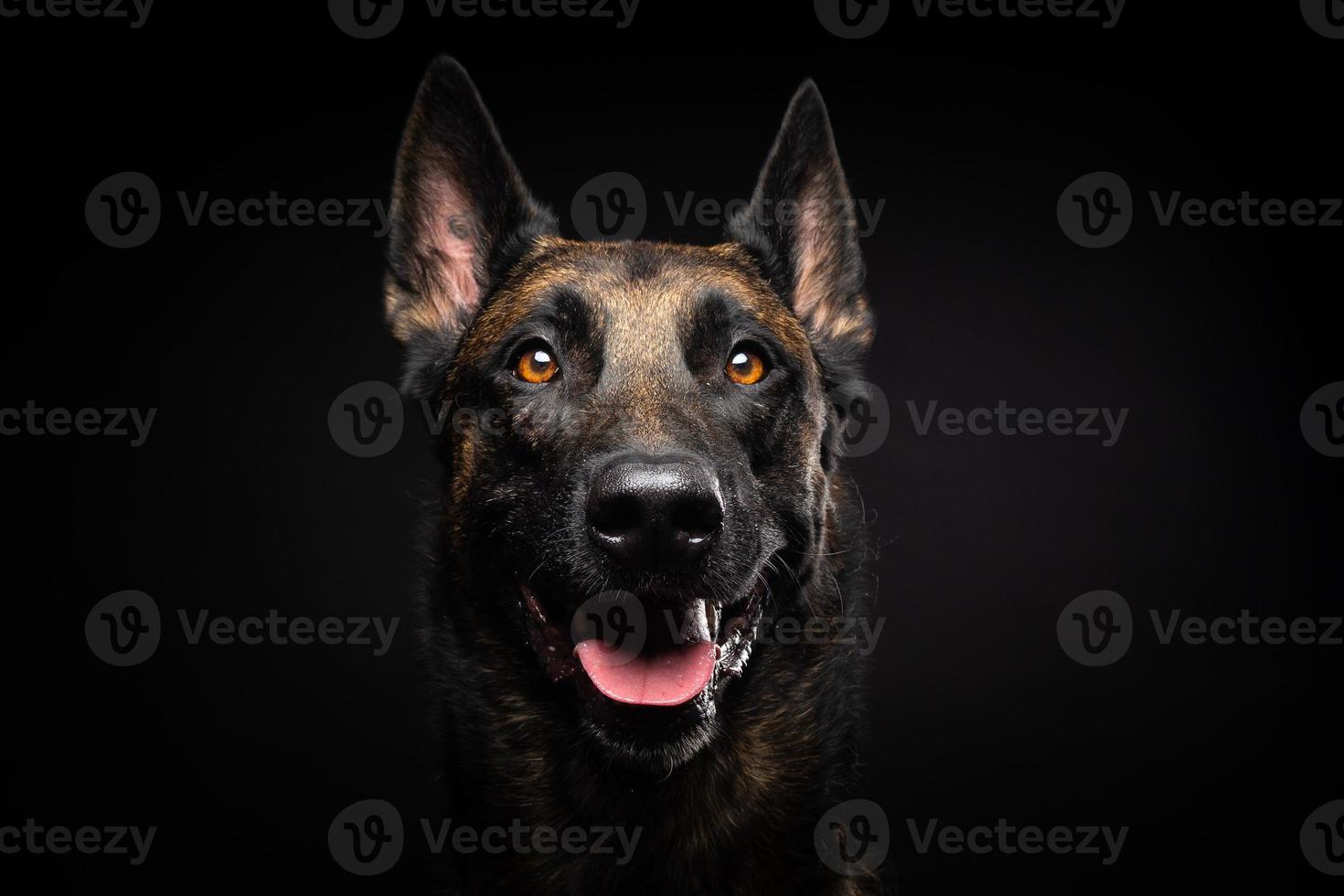 Portrait of a Belgian shepherd dog on an isolated black background. photo