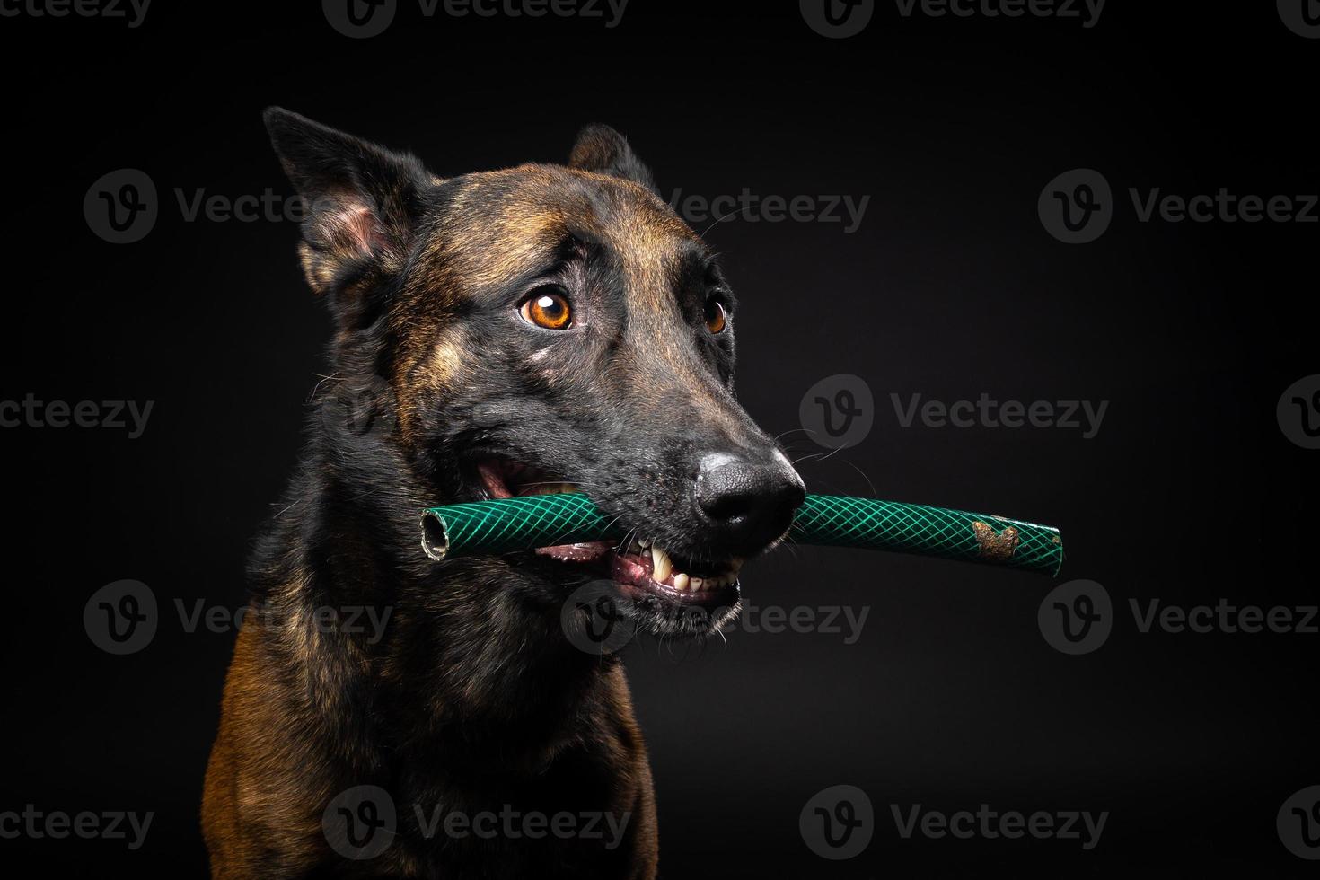 retrato de un perro pastor belga con un juguete en la boca, disparado sobre un fondo negro aislado. foto