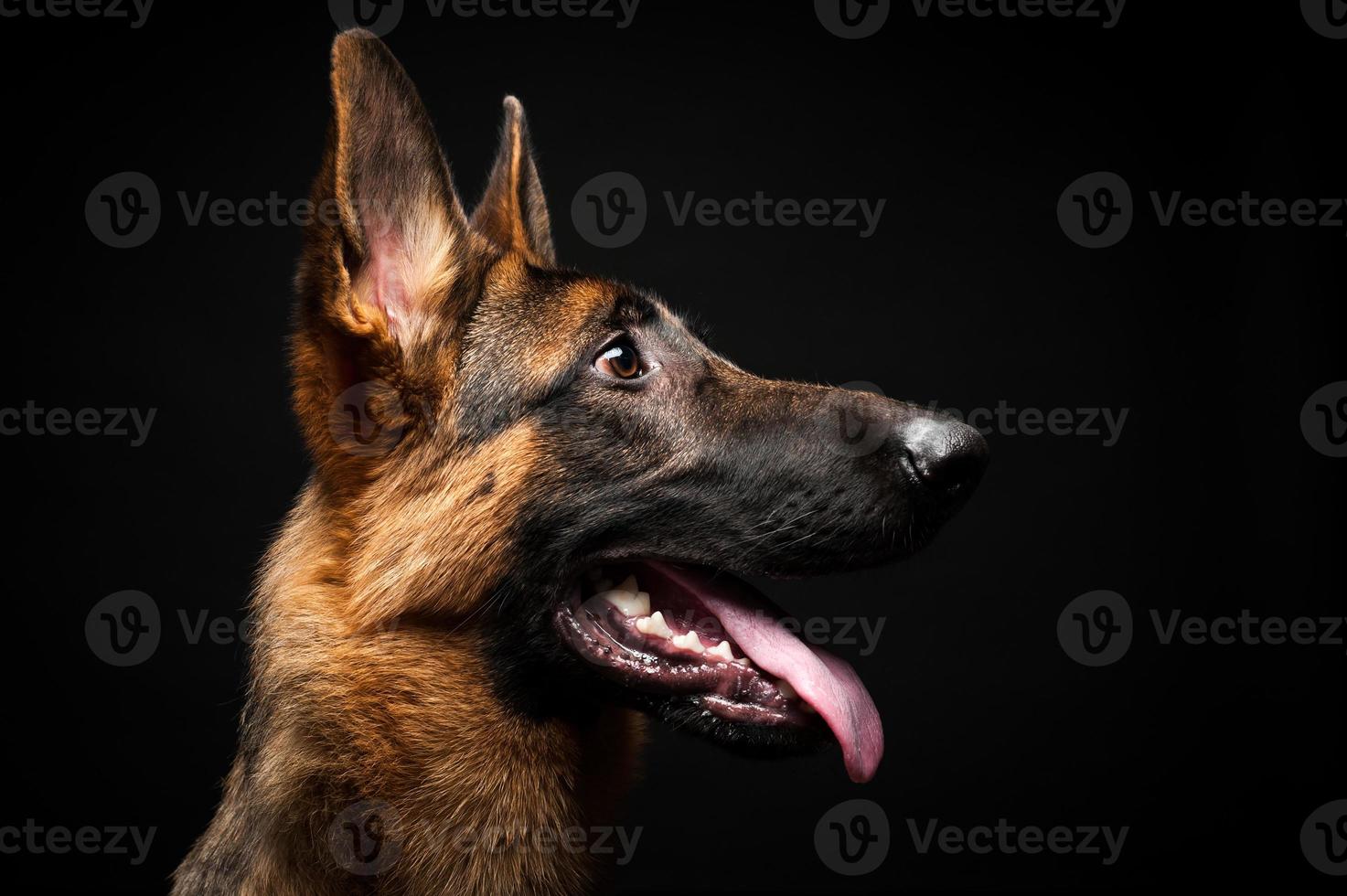 Portrait of a German shepherd in front of an isolated black background. photo